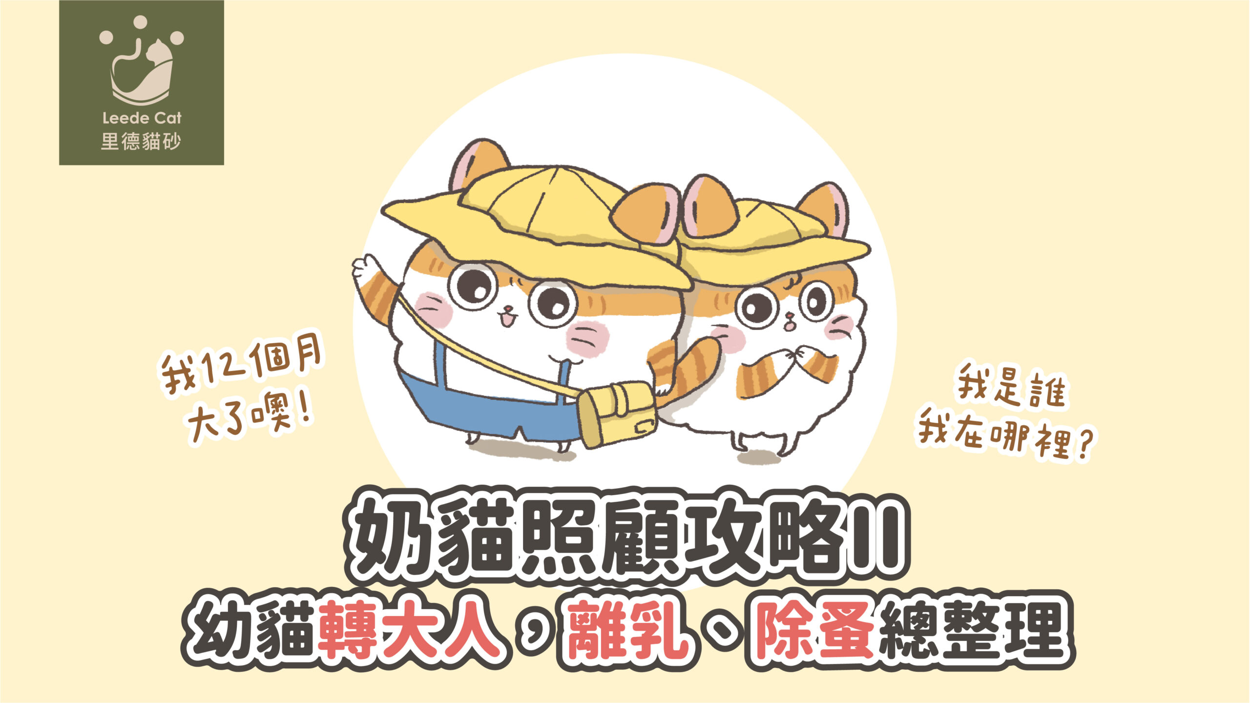 奶貓照顧攻略II：幼貓轉大人，離乳、除蚤總整理– 里德貓砂LEEDECAT